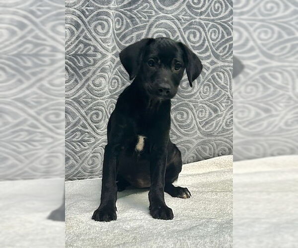 Medium Photo #2 Mutt Puppy For Sale in Wetumpka, AL, USA