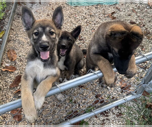 Medium Photo #4 Huskies -Unknown Mix Puppy For Sale in Imlay City, MI, USA
