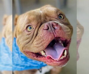 American Pit Bull Terrier-Bulldog Mix Dogs for adoption in Citrus Heights, CA, USA