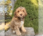 Small #3 Cockapoo