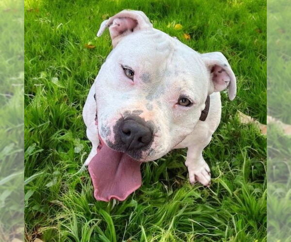 Medium Photo #1 American Pit Bull Terrier-Unknown Mix Puppy For Sale in Wenonah, NJ, USA