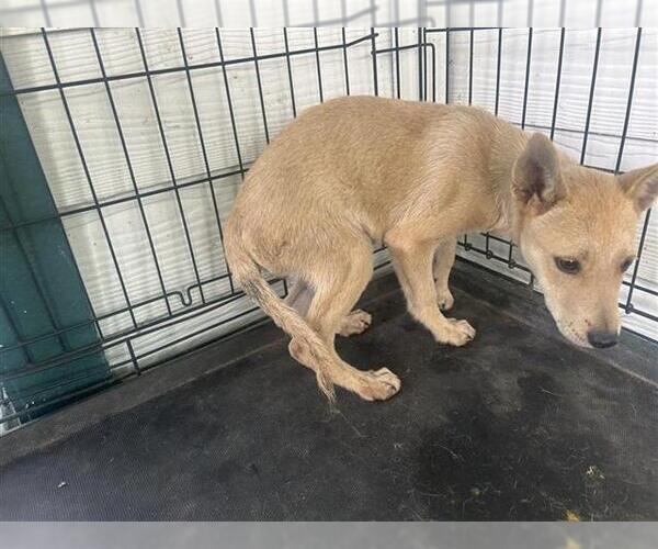 Medium Photo #1 Labrador Retriever-Unknown Mix Puppy For Sale in Houston, TX, USA