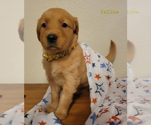 Golden Retriever Puppy for sale in ONTARIO, CA, USA