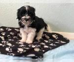 Small #4 Havanese