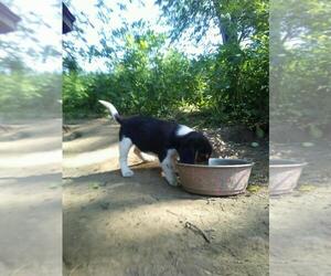 Beagle Puppy for sale in PATERSON, NJ, USA