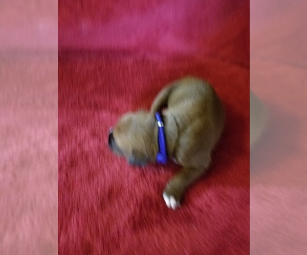 Medium Photo #3 Boxer Puppy For Sale in METROPOLIS, IL, USA