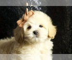 Small Photo #22 Maltipoo Puppy For Sale in WARSAW, IN, USA