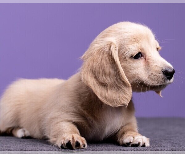 Medium Photo #38 Dachshund Puppy For Sale in CROWLEY, TX, USA