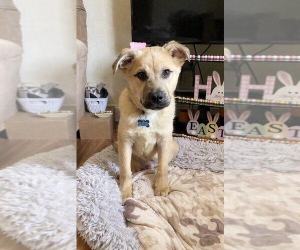 Medium Photo #4 Mutt Puppy For Sale in Springdale, PA, USA