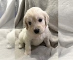 Puppy Merle Goldendoodle