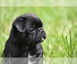 Small #3 Pug