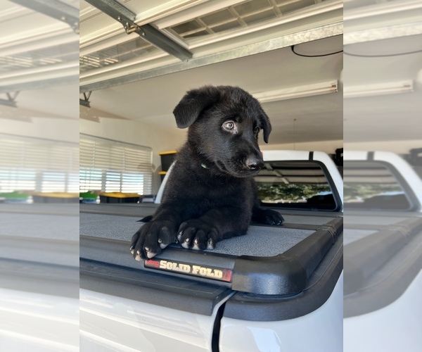 Medium Photo #1 German Shepherd Dog Puppy For Sale in SUN CITY, CA, USA