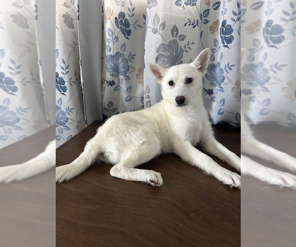 Medium Photo #5 Alaskan Klee Kai Puppy For Sale in DURHAM, CT, USA