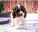 Small Photo #13 Cocker Spaniel Puppy For Sale in WAKARUSA, IN, USA