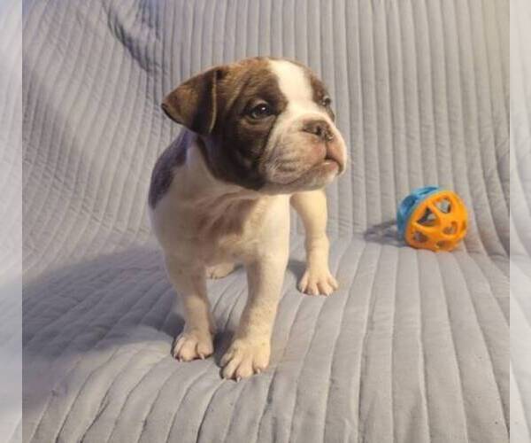 Medium Photo #1 American Bully Puppy For Sale in VIRGINIA BEACH, VA, USA