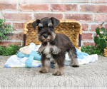 Small #7 Schnauzer (Miniature)