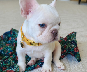 French Bulldog Puppy for sale in KANSAS CITY, MO, USA
