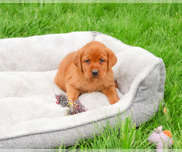 Medium Photo #1 Labrador Retriever Puppy For Sale in SYRACUSE, IN, USA