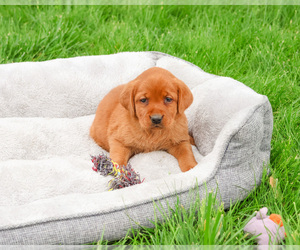 Labrador Retriever Puppy for sale in SYRACUSE, IN, USA