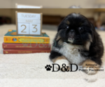 Small Photo #3 Pekingese Puppy For Sale in RIPLEY, MS, USA