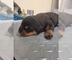 Small Photo #11 Rottweiler Puppy For Sale in EUSTIS, FL, USA