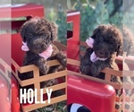 Small Photo #8 Labradoodle Puppy For Sale in LAKE PARK, GA, USA