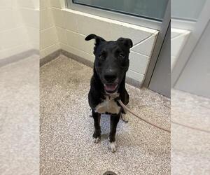 Labrador Retriever-Unknown Mix Dogs for adoption in Pueblo, CO, USA