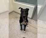 Small Labrador Retriever Mix