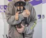 Small #3 Rottweiler Mix