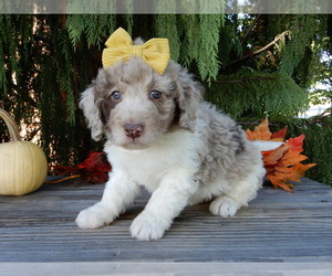 Labradoodle Puppy for sale in MILLERSBURG, OH, USA