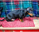 Small #3 Dachshund