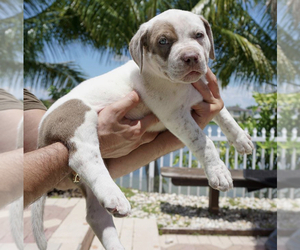 American Bully Mikelands  Puppy for sale in HOLLYWOOD, FL, USA