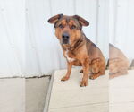 Small #18 American Staffordshire Terrier
