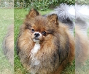 Mother of the Pomeranian puppies born on 10/14/2019