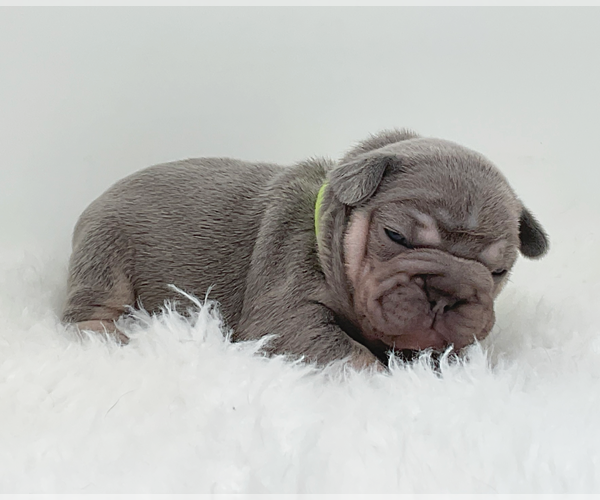 Medium Photo #6 French Bulldog Puppy For Sale in LEHIGH ACRES, FL, USA