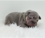 Small #5 French Bulldog