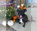 Small #6 American Pit Bull Terrier Mix