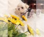 Image preview for Ad Listing. Nickname: Bella