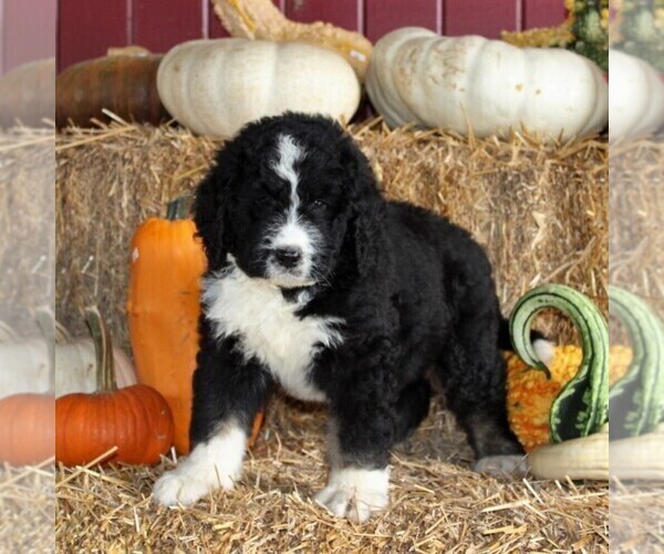 Medium Photo #3 Bernedoodle Puppy For Sale in MANHEIM, PA, USA