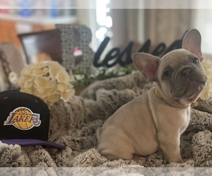 French Bulldog Puppy for sale in HIGHLAND, CA, USA
