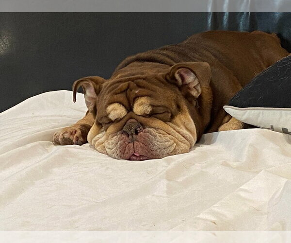 Medium Photo #4 American Bulldog-Unknown Mix Puppy For Sale in Salt Lake City, UT, USA