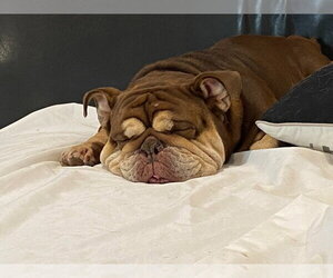 Shirley - Female American Bulldog-Unknown Mix Dog for Adoption - Photo #4