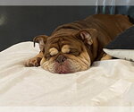 Small Photo #4 American Bulldog-Unknown Mix Puppy For Sale in Salt Lake City, UT, USA