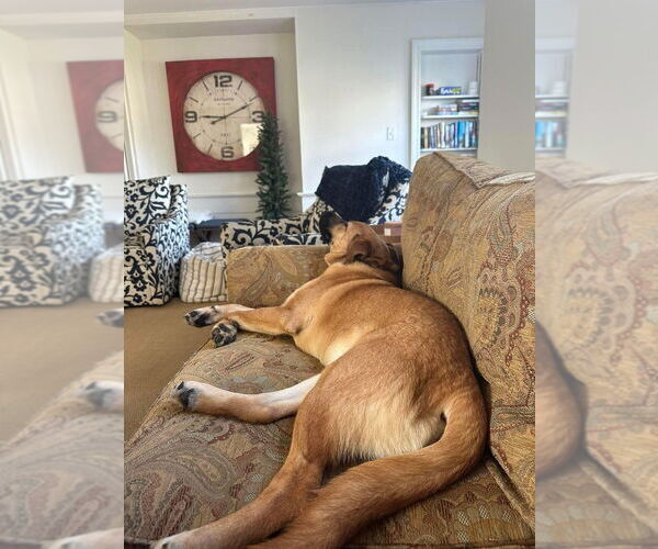 Medium Photo #2 Mutt Puppy For Sale in New York, NY, USA