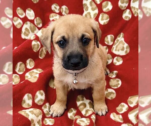 Medium Photo #4 Chihuahua-Unknown Mix Puppy For Sale in San Diego, CA, USA