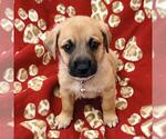 Small #3 Chihuahua Mix
