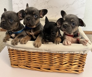 French Bulldog Litter for sale in FAIRFIELD, CA, USA