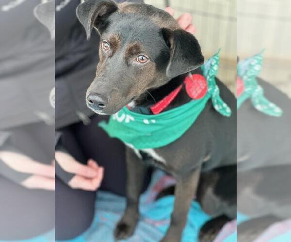 Medium Photo #11 Labrador Retriever-Unknown Mix Puppy For Sale in Forest, VA, USA