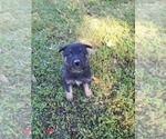 Small Photo #2 German Shepherd Dog Puppy For Sale in HALF WAY, MO, USA