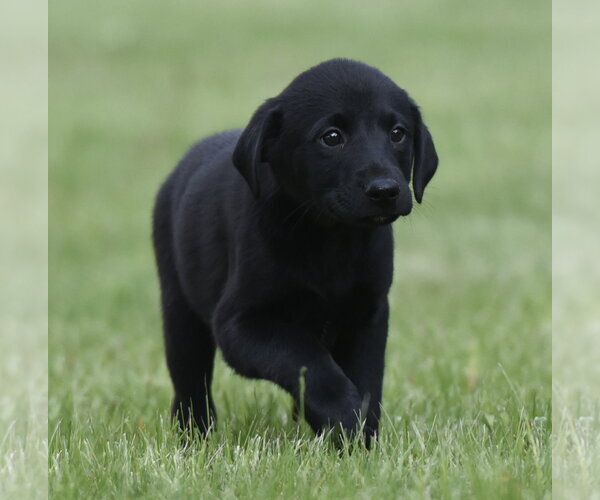 Medium Photo #1 Borador Puppy For Sale in Mechanicsburg, PA, USA